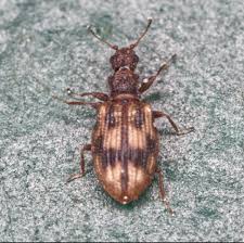 Attēlu rezultāti vaicājumam “Latridiidae”