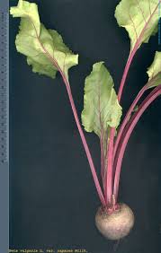 Image result for Beta vulgaris
