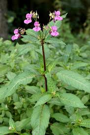 Image result for Impatiens glandulifera