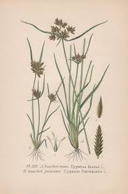 Attēlu rezultāti vaicājumam “Cyperus fuscus”