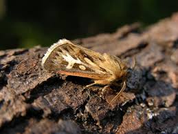 Attēlu rezultāti vaicājumam “Cerapteryx graminis”