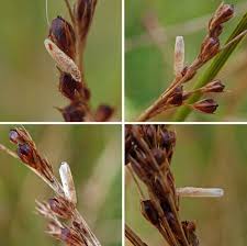 Attēlu rezultāti vaicājumam “Coleophora alticolella”