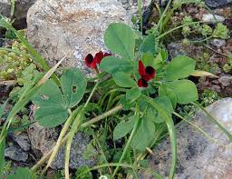 Image result for Lotus tetragonolobus