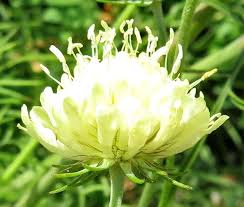 Image result for Scabiosa ochroleuca