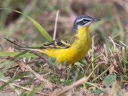 Attēlu rezultāti vaicājumam “Motacilla flava flava adult”