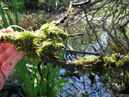 Attēlu rezultāti vaicājumam “Leptodictyum riparium”