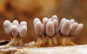 Attēlu rezultāti vaicājumam “Heterotrichia pomiformis (syn. Arcyria pomiformis) spores”