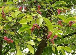 Attēlu rezultāti vaicājumam “Magnolia kobus fruit”