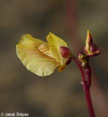 Attēlu rezultāti vaicājumam “Utricularia minor bud”