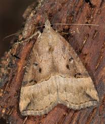 Attēlu rezultāti vaicājumam “Hypena rostralis”