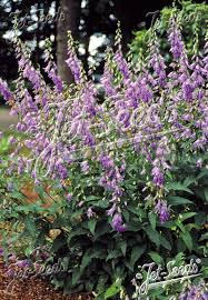 Image result for Campanula rapunculoides