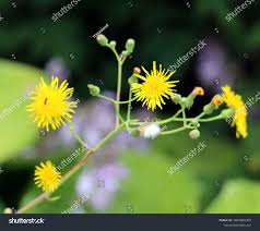 Attēlu rezultāti vaicājumam “Leontodon autumnalis  flower”