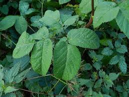 Attēlu rezultāti vaicājumam “Chaerophyllum aromaticum leaf”