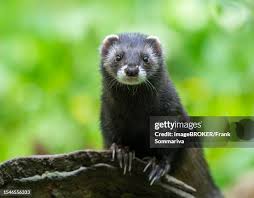 Attēlu rezultāti vaicājumam “Mustela putorius”