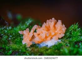 Attēlu rezultāti vaicājumam “Tubifera ferruginosa (subsp. ferruginosa) sessile”