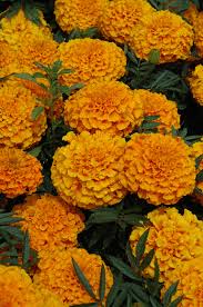 Attēlu rezultāti vaicājumam “Tagetes flower”