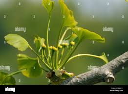 Attēlu rezultāti vaicājumam “Ginkgo biloba female flower”