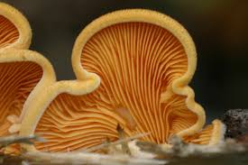 Attēlu rezultāti vaicājumam “Phyllotopsis nidulans”