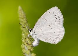 Attēlu rezultāti vaicājumam “Calypogeia azurea macro”