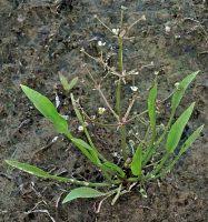 Attēlu rezultāti vaicājumam “Alisma gramineum”