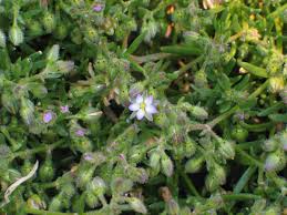 Attēlu rezultāti vaicājumam “Spergularia marina”