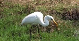Attēlu rezultāti vaicājumam “Egretta alba adult”