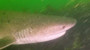 Image result for Notorynchus cepedianus