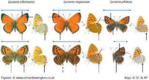 Attēlu rezultāti vaicājumam “Lycaena phlaeas underside”