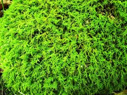 Attēlu rezultāti vaicājumam “Anomodon attenuatus”