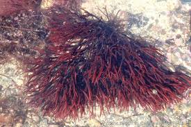 Attēlu rezultāti vaicājumam “Furcellaria lumbricalis”