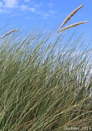 Attēlu rezultāti vaicājumam “Ammophila arenaria”