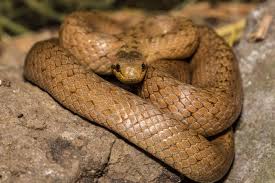 Attēlu rezultāti vaicājumam “Coronella austriaca”