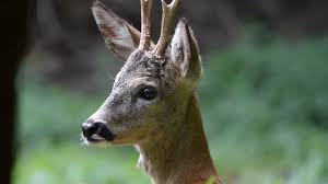 Attēlu rezultāti vaicājumam “Capreolus capreolus”