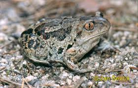 Attēlu rezultāti vaicājumam “Pelobates fuscus”