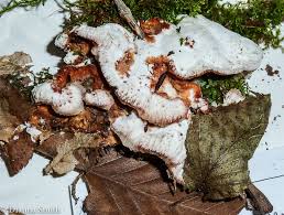 Attēlu rezultāti vaicājumam “Arcyria incarnata spores”