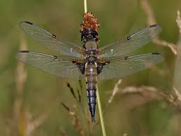 Attēlu rezultāti vaicājumam “Libellula quadrimaculata”