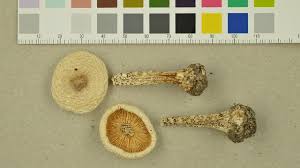 Image result for Melanoleuca rasilis var. pseudoluscina