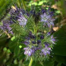 Attēlu rezultāti vaicājumam “Phacelia tanacetifolia flower”