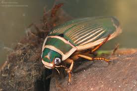 Attēlu rezultāti vaicājumam “Dytiscus marginalis”