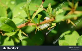 Attēlu rezultāti vaicājumam “Nematus ribesii”