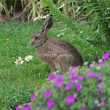 Attēlu rezultāti vaicājumam “Lepus sp.”