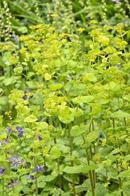 Image result for Chaerophyllum aureum