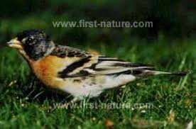 Attēlu rezultāti vaicājumam “Fringilla montifringilla”