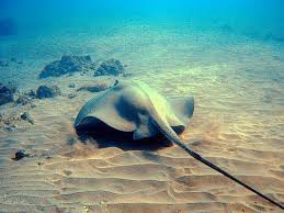 Image result for Hypanus longus