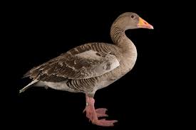 Attēlu rezultāti vaicājumam “Anser anser”