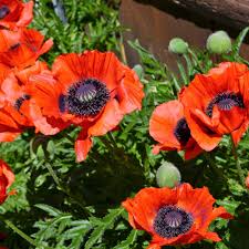 Image result for Papaver orientale