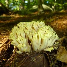 Attēlu rezultāti vaicājumam “Badhamia versicolor spores”