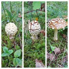 Attēlu rezultāti vaicājumam “Amanita regalis”