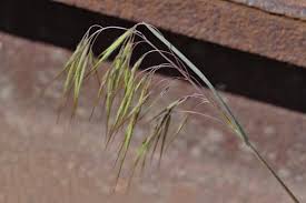 Attēlu rezultāti vaicājumam “Anisantha tectorum”