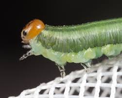 Attēlu rezultāti vaicājumam “Diprion pini female”